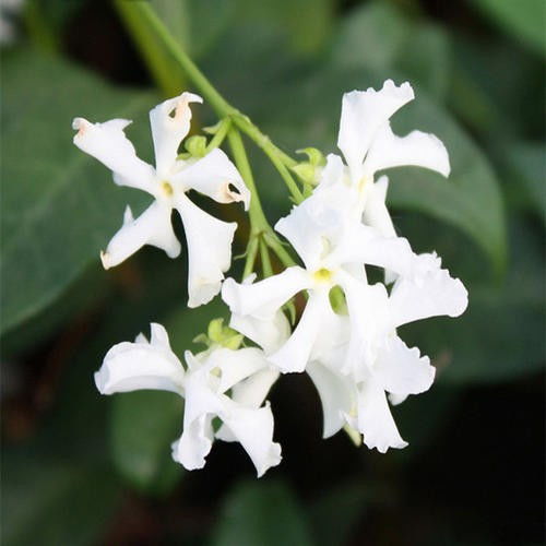 茉莉花用什么土养好