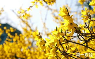 迎春花盆景怎么养 注意这4个要点