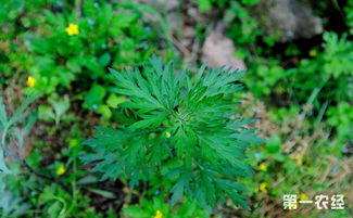 北京怀柔区村民转型种植艾草实现脱贫致富梦
