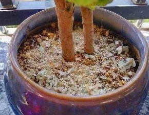 厨房里的这3种 渣滓 是天然磷肥,给你家菜园用点儿 新手扫盲