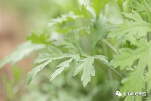 艾草种植一亩要投资多少钱 利润怎么样
