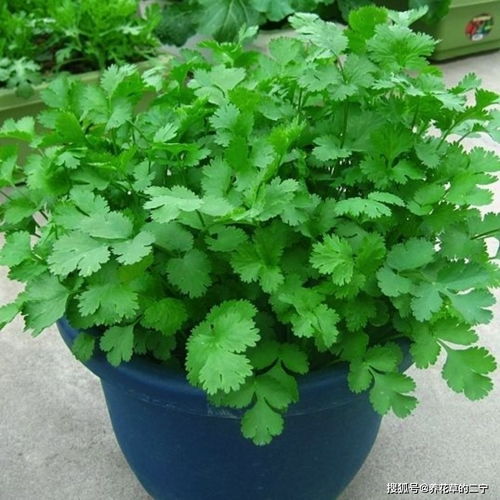 5种 菜根 别扔,插进花盆,浇浇水,半个月长成 小菜园