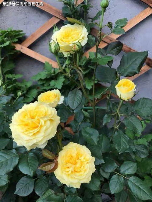 月季花换盆,叶子发黄了,用 假植 法移栽,不黄叶新芽呼呼冒
