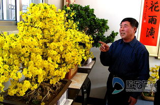 山东莱州 二百岁 虎蹄 花开迎春来 图