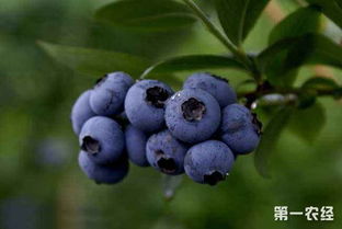 蓝莓的施肥要点和修剪技术
