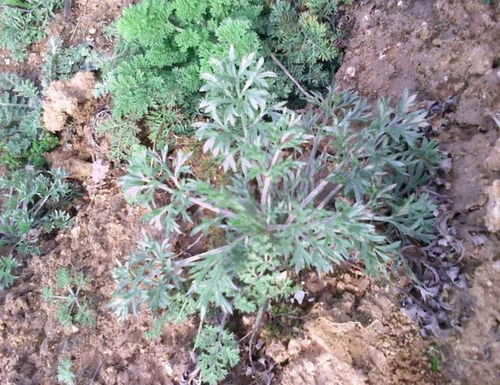 农村最常见的野生植物,营养高很多人喜欢吃,名叫白蒿