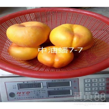 鹤壁黄页88网