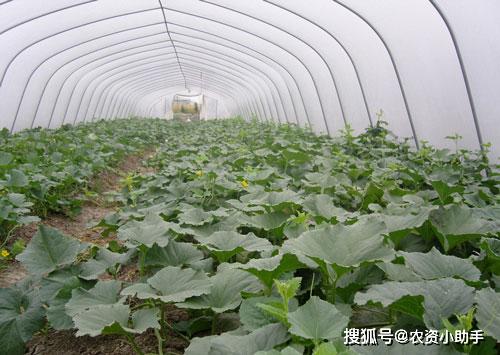 西瓜抗重茬应该怎样做,治理西瓜根腐的方法,防治西瓜重茬根腐应如何进行
