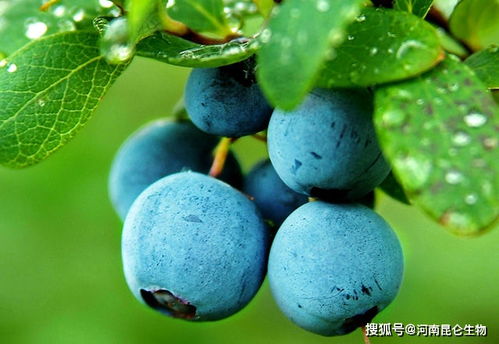 蓝莓专用膨大剂有什么 膨大剂哪个好 蓝莓膨果用什么肥料好