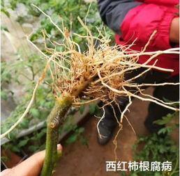 西红柿小叶qiao预防