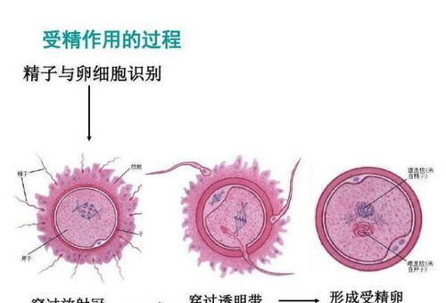 人类为什么无法逃脱死亡,难道是天注定