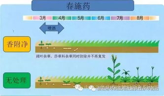 氯吡嘧磺隆在玉米田和甘蔗田的使用技术