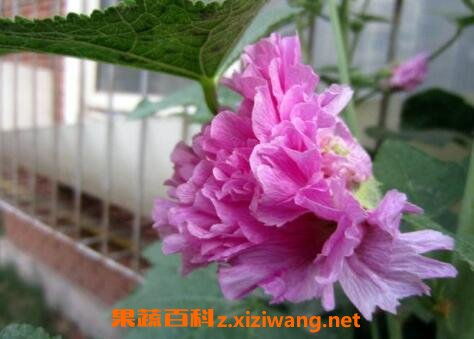 重瓣蜀葵花的养殖方法