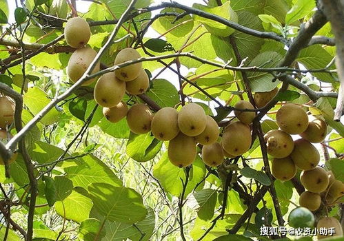 猕猴桃根结线虫用什么好 猕猴桃根结线虫用什么药