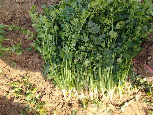 菜园子种植香菜,什么时候适合播种,香菜种植要注意的事项
