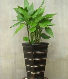 入户门处适合摆放什么植物