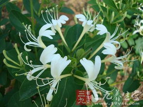 金银花功效