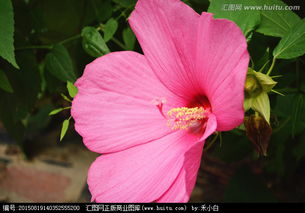木槿 木槿花 花蕊