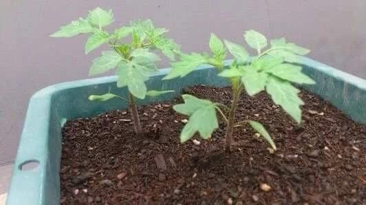 阳台种小番茄,1个播种 小技巧 ,发芽快长势快,果子一串串