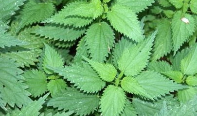 夏天这菜在农村随处可见,具有润肠通便 排毒消脂的功效