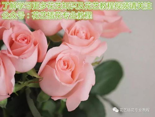 香槟玫瑰适合送哪些人