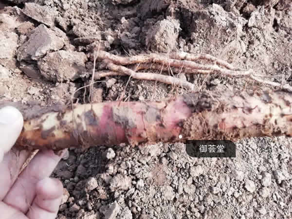 御荟堂创始人 正宗铁棍山药品质好才能贵的有内涵