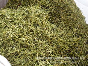湖南金银花产地加工直销 金银花饮料植物原药材批发 保健花茶