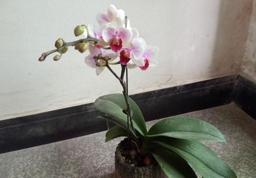 蝴蝶兰冬季养,注意这几点,不然来年不开花