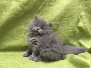 求4只猫的品种与价格,最好详细点.,.分别能值多少钱.. 