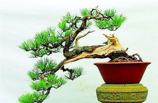 五针松应该用什么土好