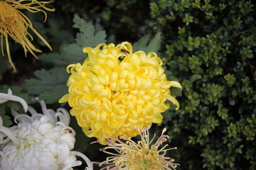 菊花 向日葵 荷花 丁香花 梅花 这几种花是哪个季节开的花 