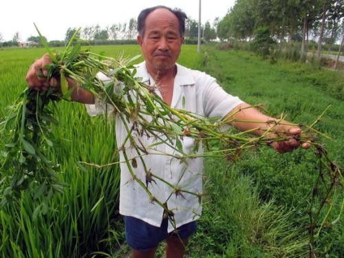 水花生用什么除草剂