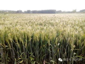 玉米什么时候种植好 玉米的种植时间和方法