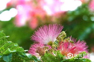 合欢花花语是什么 合欢花为什么叫苦情花