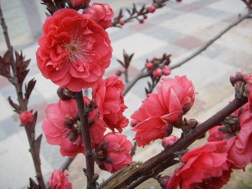 这是什么花呢