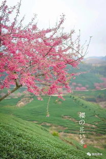 中国有个地方樱花开了,美翻天 春节假期带家人一起去赏樱品茶吧