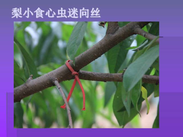 桃树病虫害资料