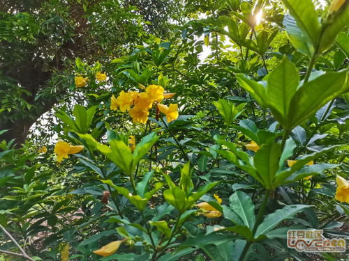 校园里的黄蝉花