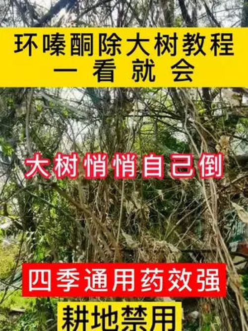 除杀碍事大树竹子就用它,简单方便效果好 环嗪酮 环嗪酮杀大树 环嗪酮杀竹子