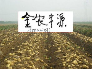 小马哥起司马铃薯可以加盟吗
