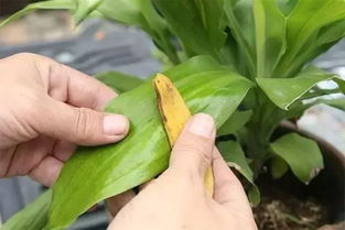 生活美学 这些园艺小 花 招,让你的生活实用又环保 