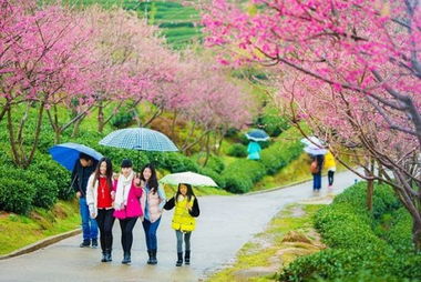 南国传来清新的气息 中国樱花美漳平最先开