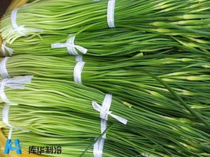 50吨蒜苔保鲜冷库食品冷库工程