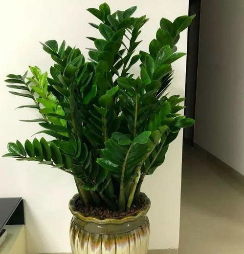 盆栽花土越来越少了该怎么办 填土 换盆,摸准诀窍伤亡少许多