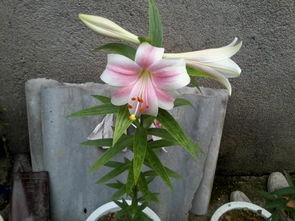 百合的种球种下去到开花通常要多少时间