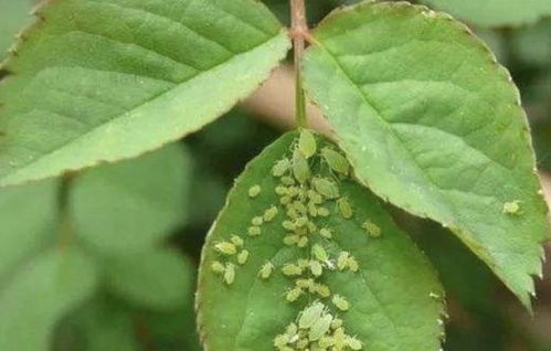 月季 茉莉花有蚜虫 用上 3个技巧 ,统统都消灭,太实用
