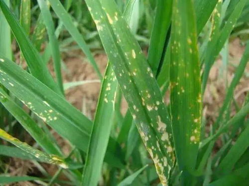 小麦病 冻害和药害怎么区分 补救
