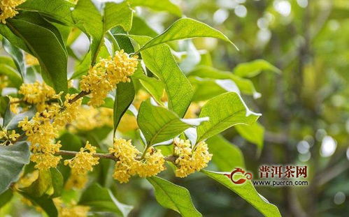桂花茶产地在哪里