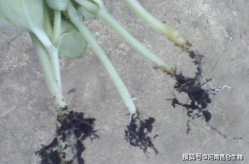 甜瓜枯萎黄萎怎么办 根腐病用什么药 软腐烂根病用什么预防