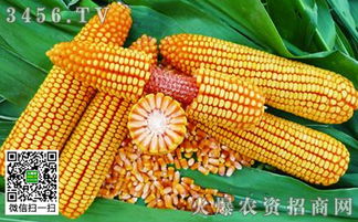 高产玉米种子质量怎么判断,高产玉米种子判断方法